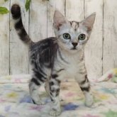 アメリカンショートヘア