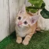 アメリカンショートヘア