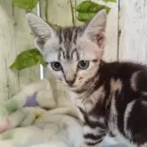 アメリカンショートヘア