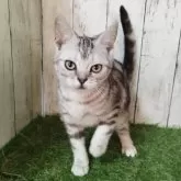 アメリカンショートヘア