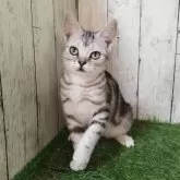 アメリカンショートヘア