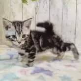 アメリカンショートヘア