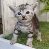 アメリカンショートヘア