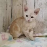 アメリカンショートヘア