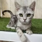 アメリカンショートヘア