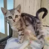 アメリカンショートヘア