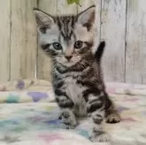 アメリカンショートヘア