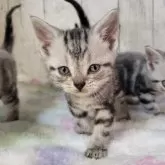 アメリカンショートヘア