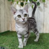 アメリカンショートヘア