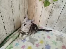 アメリカンショートヘア【三重県・男の子・2025年6月4日・シルバータビー】の写真2