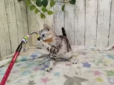 アメリカンショートヘア【三重県・女の子・2025年6月4日・シルバーパッチドタビー】の写真3