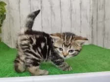 アメリカンショートヘア【三重県・女の子・2025年1月4日・ブラウンタビ】の写真3