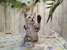 アメリカンショートヘア【三重県・男の子・2025年6月16日・シルバータビー】の写真4