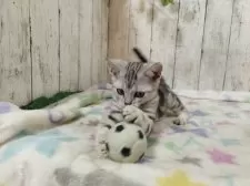 アメリカンショートヘア【三重県・男の子・2025年6月4日・シルバータビー】の写真5