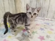 アメリカンショートヘア【三重県・女の子・2025年6月16日・シルバータビー】の写真5