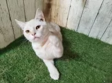 アメリカンショートヘア【三重県・男の子・2025年5月11日・カメオタビー】の写真5