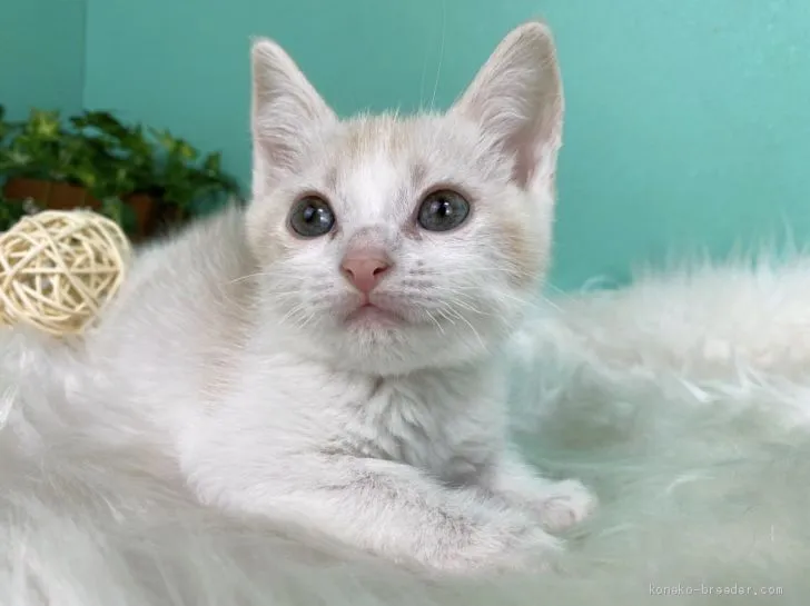 ID：2011-00736の子猫