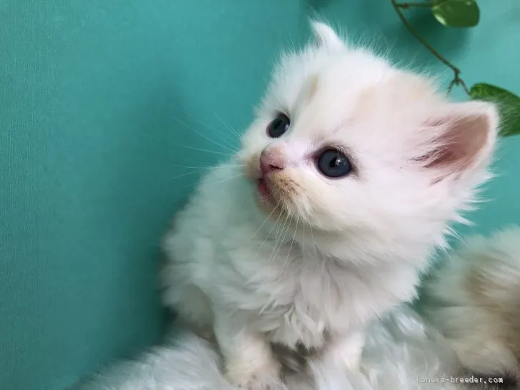 ID：2002-00191の子猫