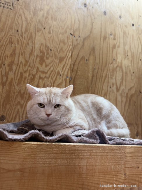 スコティッシュフォールド【・男の子・2021年6月10日・クリームタビー】