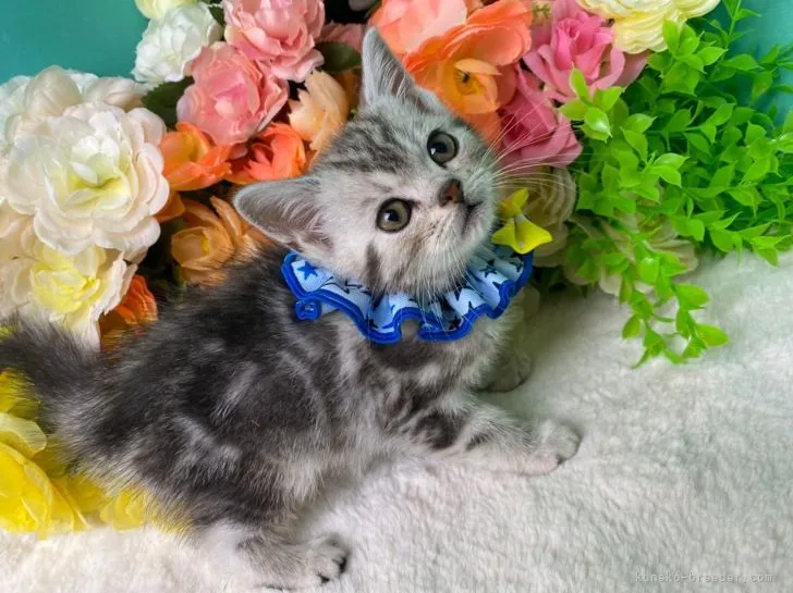 ID：2202-01778の子猫