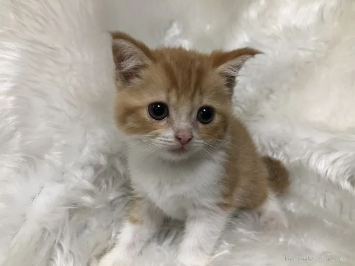 ID：1905-01980の子猫