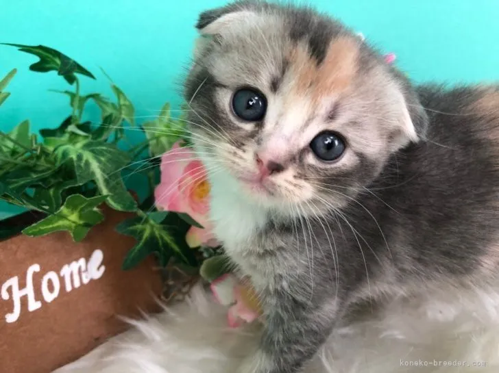ID：2103-00100の子猫
