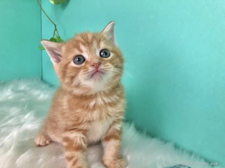 ID：2002-01152の子猫