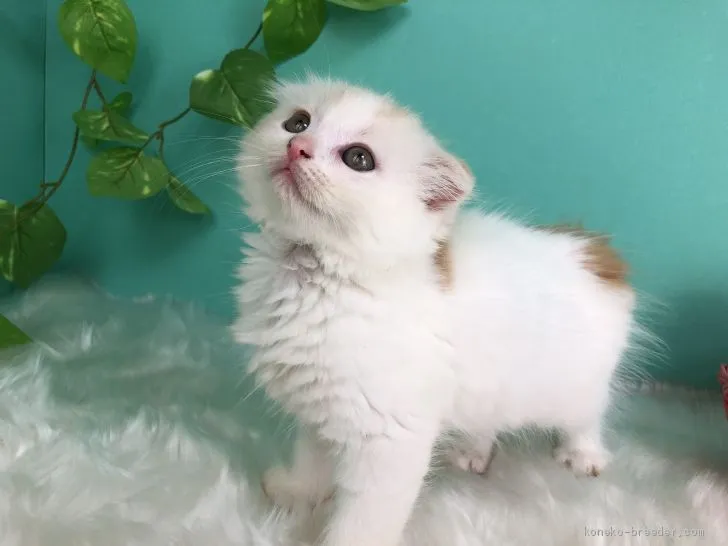 ID:2005-01211の子猫