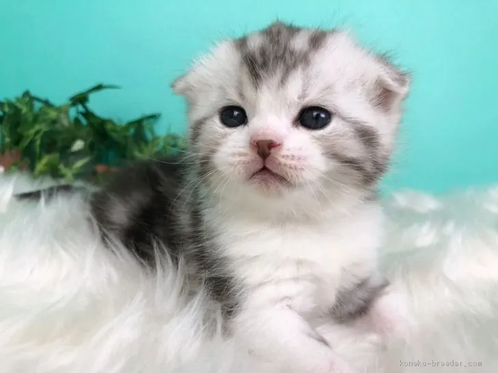 ID:2102-01089の子猫