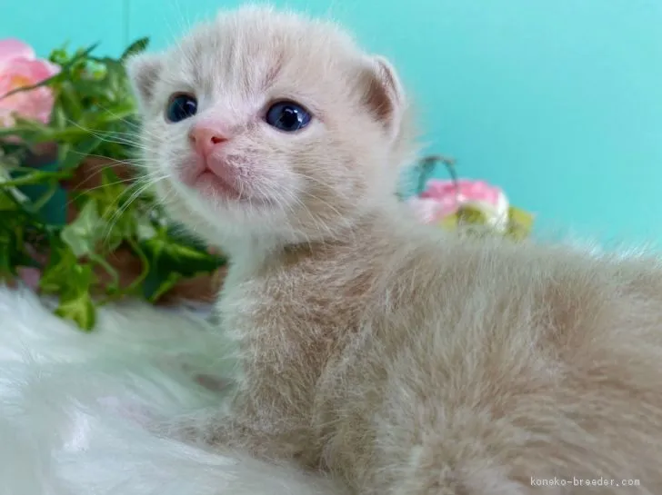 ID：2102-01618の子猫