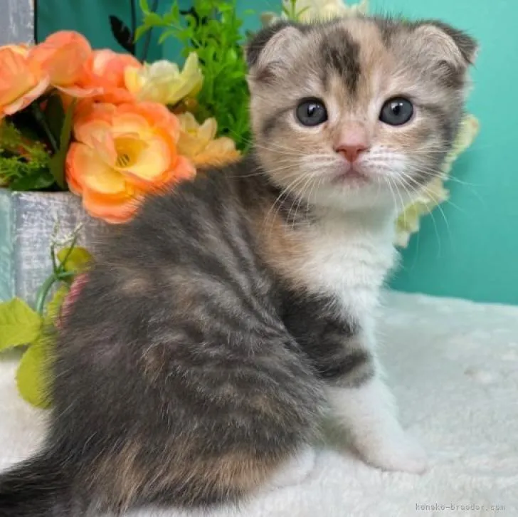 ID:2302-01471の子猫