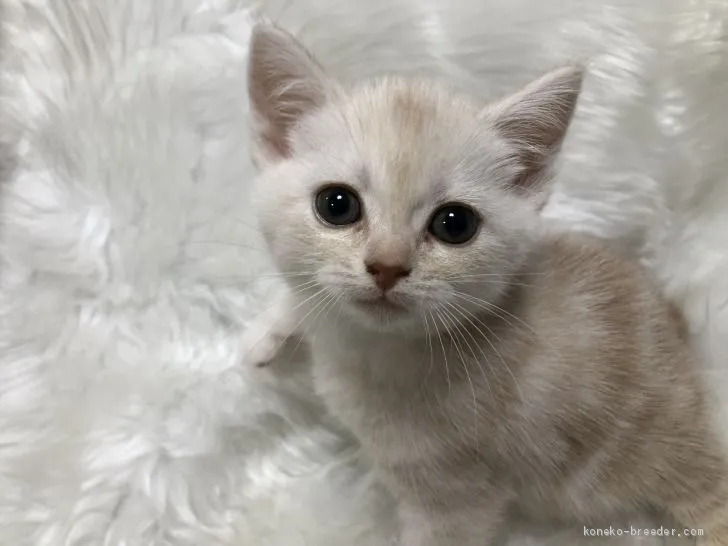 ID：1905-01983の子猫