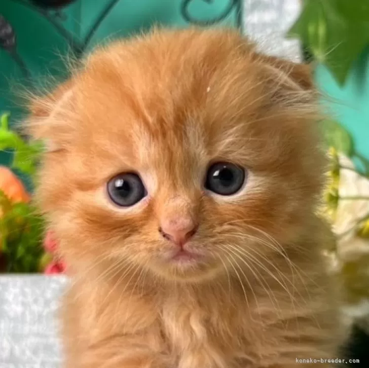 ID：2411-00096の子猫