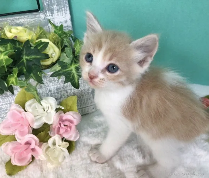 ID：2105-00186の子猫