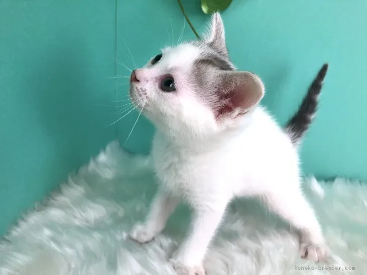 ID：2003-00911の子猫