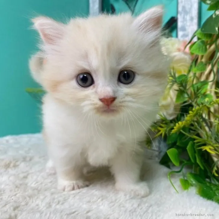 ID：2310-00078の子猫