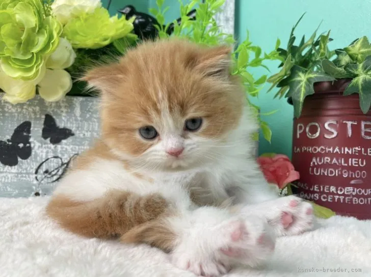 ID：2201-01858の子猫