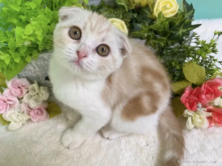 ID:2105-00905の子猫