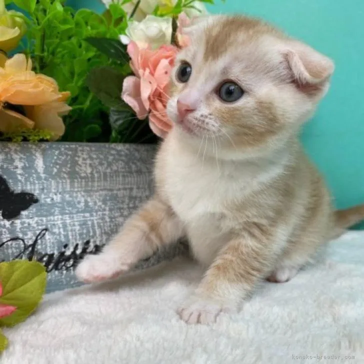 ID:2302-01794の子猫