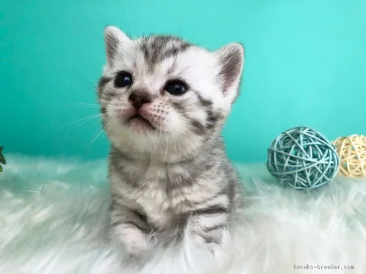 ID：2012-01681の子猫