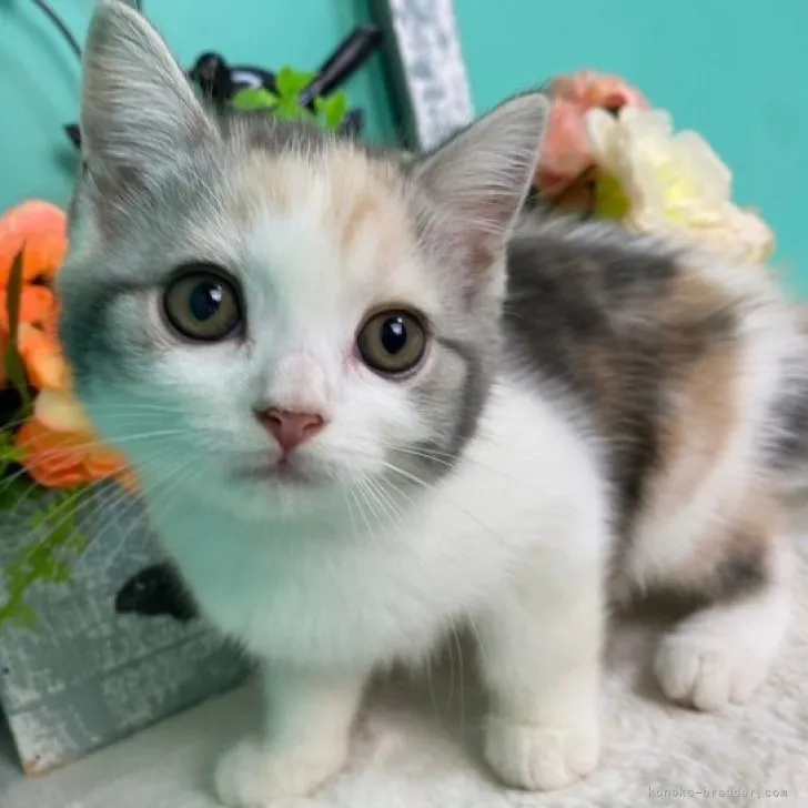 Y.K 様のお迎えした子猫
