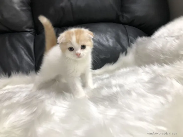 ID:1906-00801の子猫