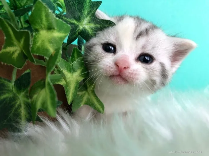 ID:2012-01686の子猫