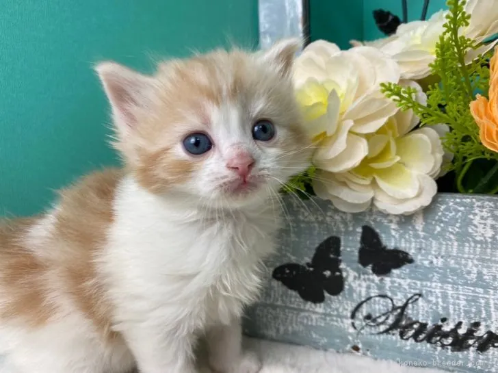 ID：2202-00616の子猫