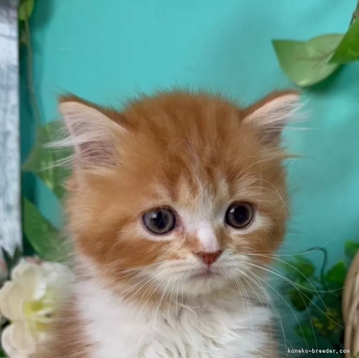 ID:2411-00099の子猫