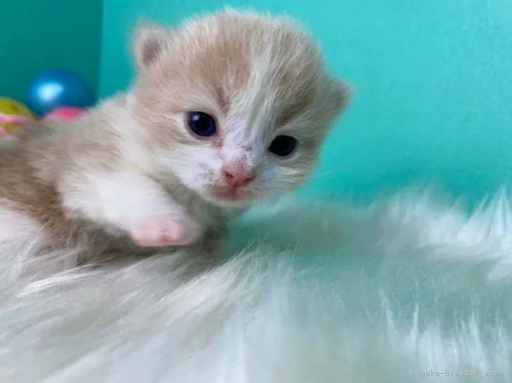 ID:2104-01860の子猫