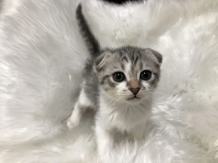 ID：1905-01974の子猫