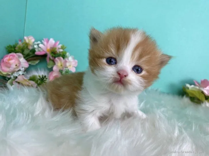 ID：2102-01383の子猫