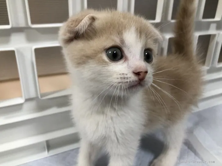 ID：1905-01971の子猫