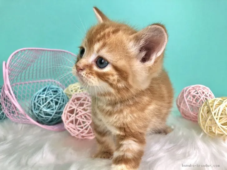 ID：2002-01151の子猫